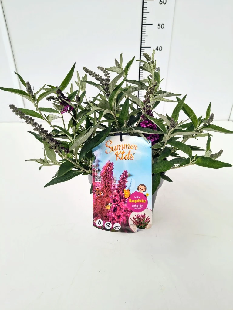 Buddleja d. 'Summer Kids®' Sophie C5 (5 liters kruka)