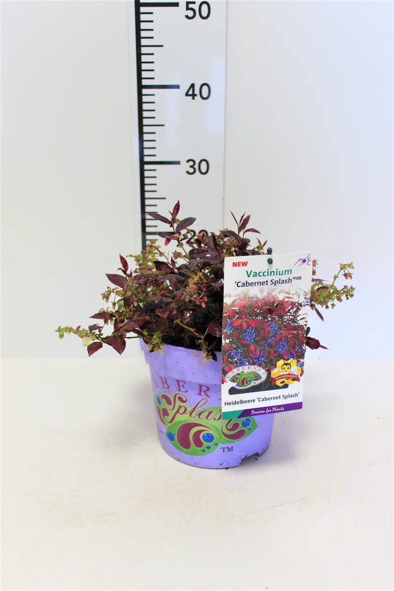 Vaccinium cor. 'Cabernet Splash'® C3 (3 liters kruka) 25-30 cm