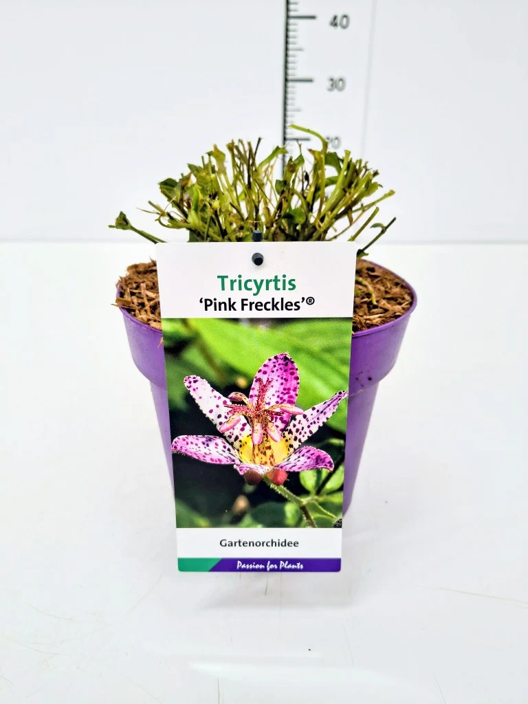 Tricyrtis formosa 'Pink Freckles' C3 (3 liters kruka)