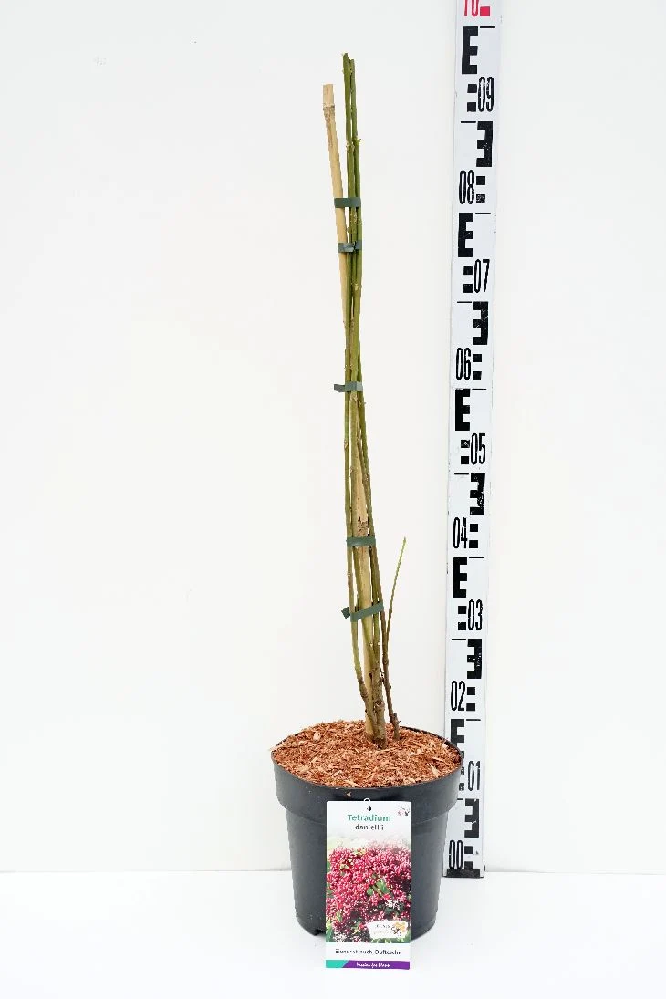 Tetradium daniellii C5 (5 liters kruka) 60-80 cm