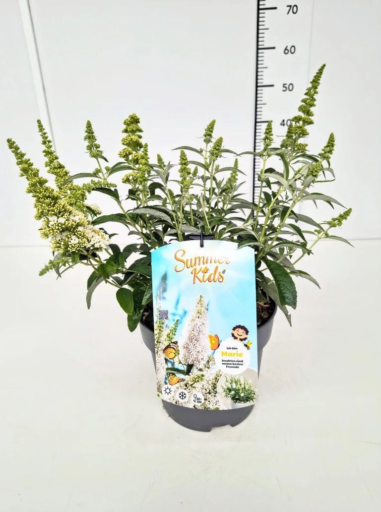 Buddleja d. 'Summer Kids®' Marie C5 (5 liters kruka)