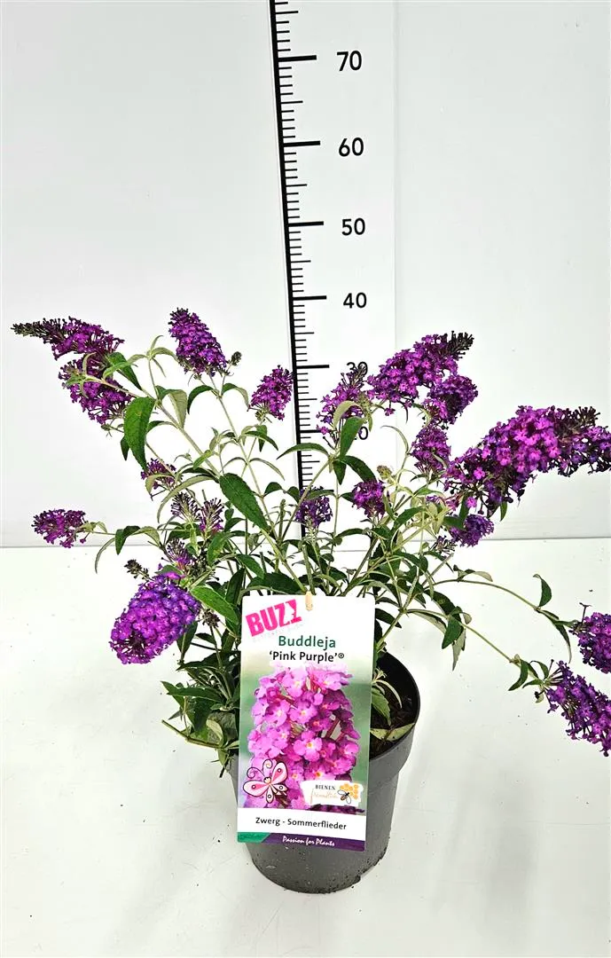 Buddleja 'Buzz Pink Purple' C3 (3 liters kruka)