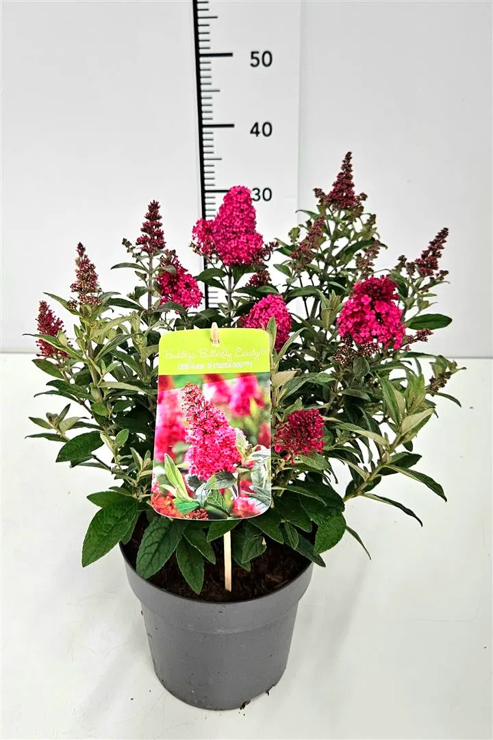 Buddleja d. 'Butterfly Candy Little Ruby'® C3 (3 liters kruka)