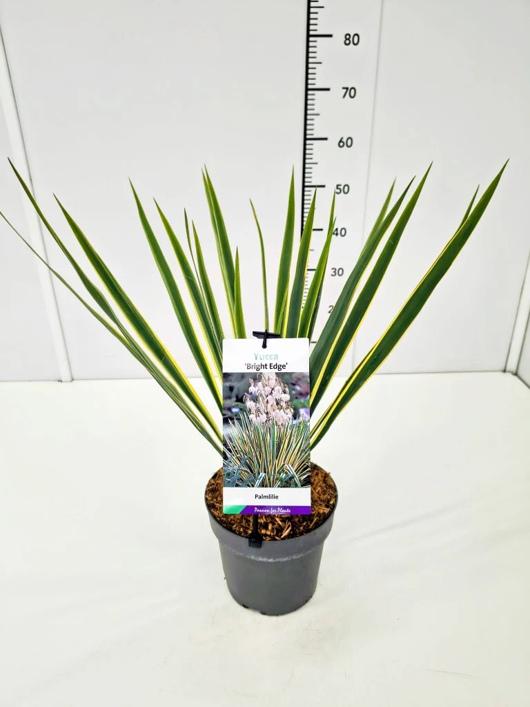 Yucca filamentosa 'Bright Edge' C3 (3 liters kruka) / 19 cm kruka