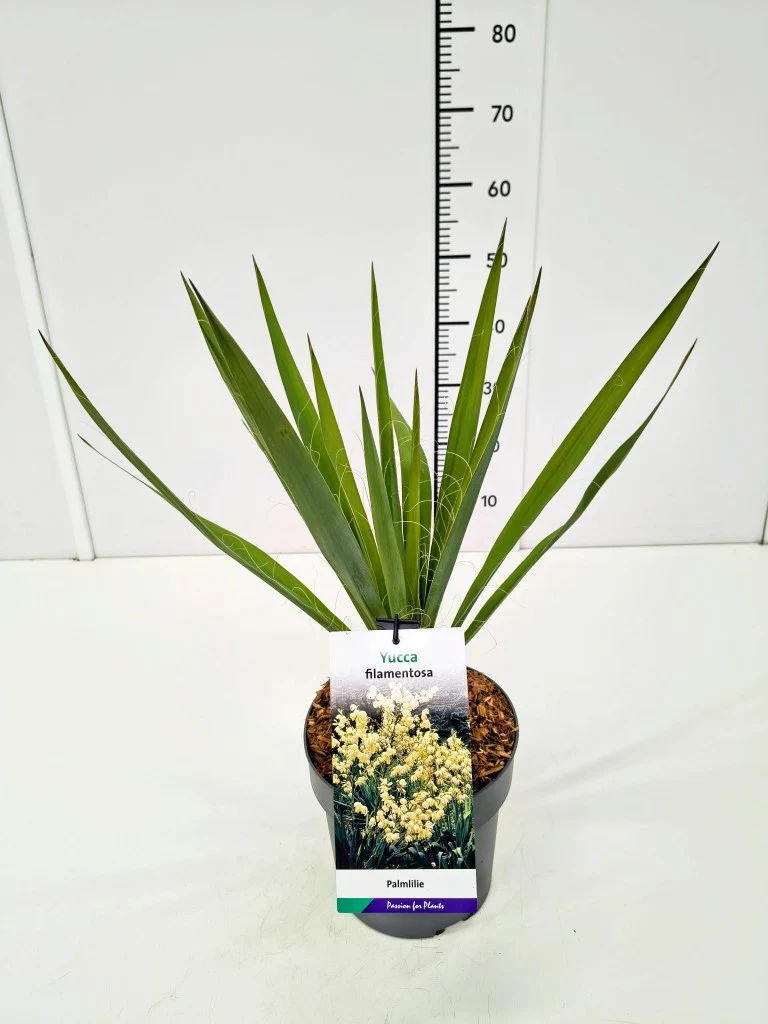 Yucca filamentosa C5 (5 liters kruka)
