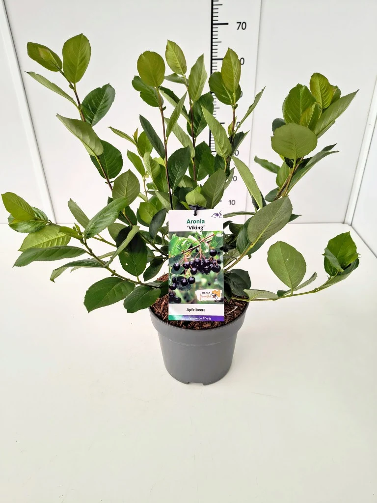Aronia prun. 'Viking' C5 (5 liters kruka) 50-60 cm
