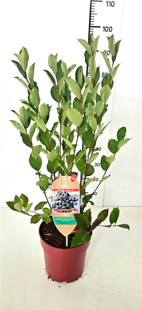 Aronia melanocarpa 'Rubina'® C7,5 (7,5 liters kruka) 50-60 cm
