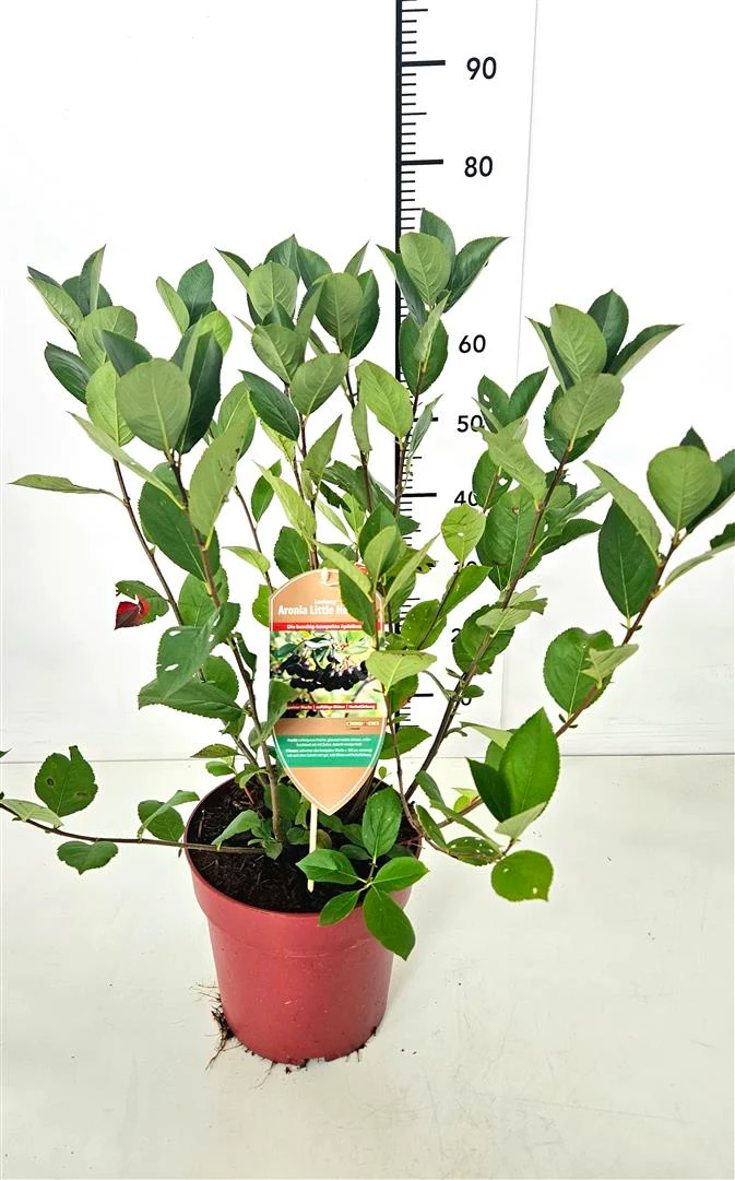 Aronia melanocarpa 'Little Helpers'® C7,5 (7,5 liters kruka) 50-60 cm