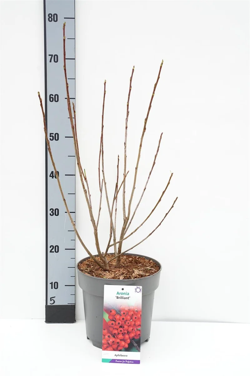 Aronia arbutifolia 'Brilliant' C5 (5 liters kruka) 50-60 cm