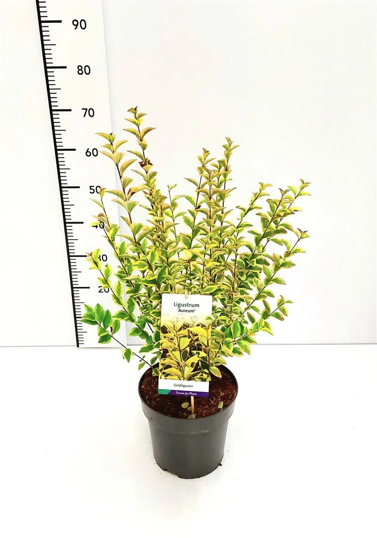 Ligustrum oval. 'Aureum' C5 (5 liters kruka) 40-50 cm