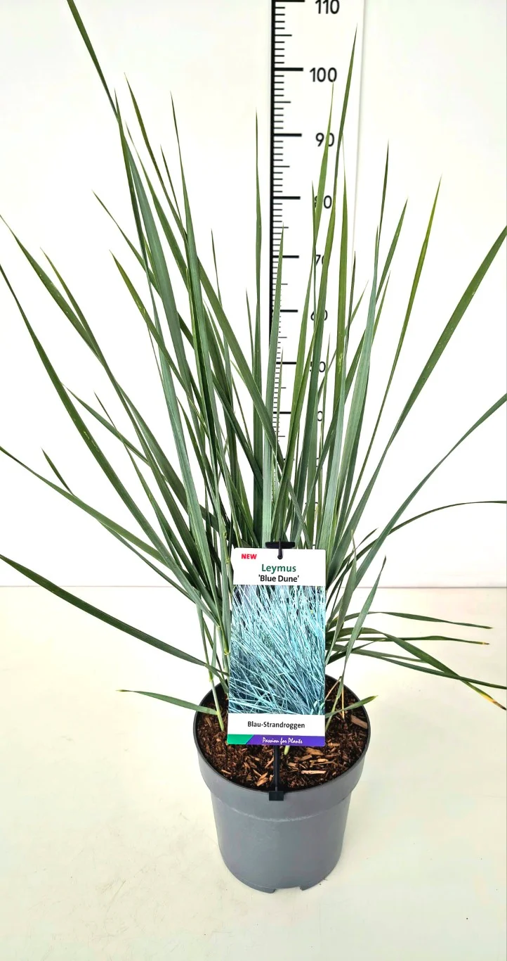 Leymus arenarius 'Blue Dune' C5 (5 liters kruka)