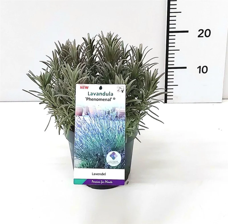 Lavandula int. 'Phenomenal'® C2 (2 liters kruka)