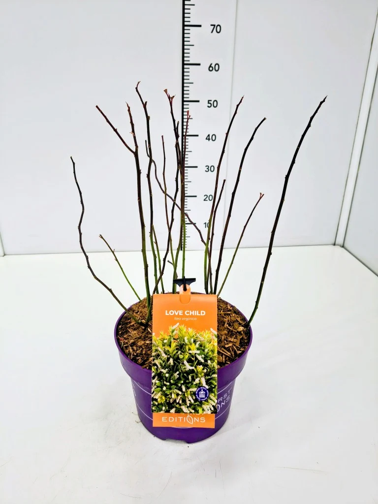 Itea virginica 'Love Child' C5 (5 liters kruka) 40-50 cm