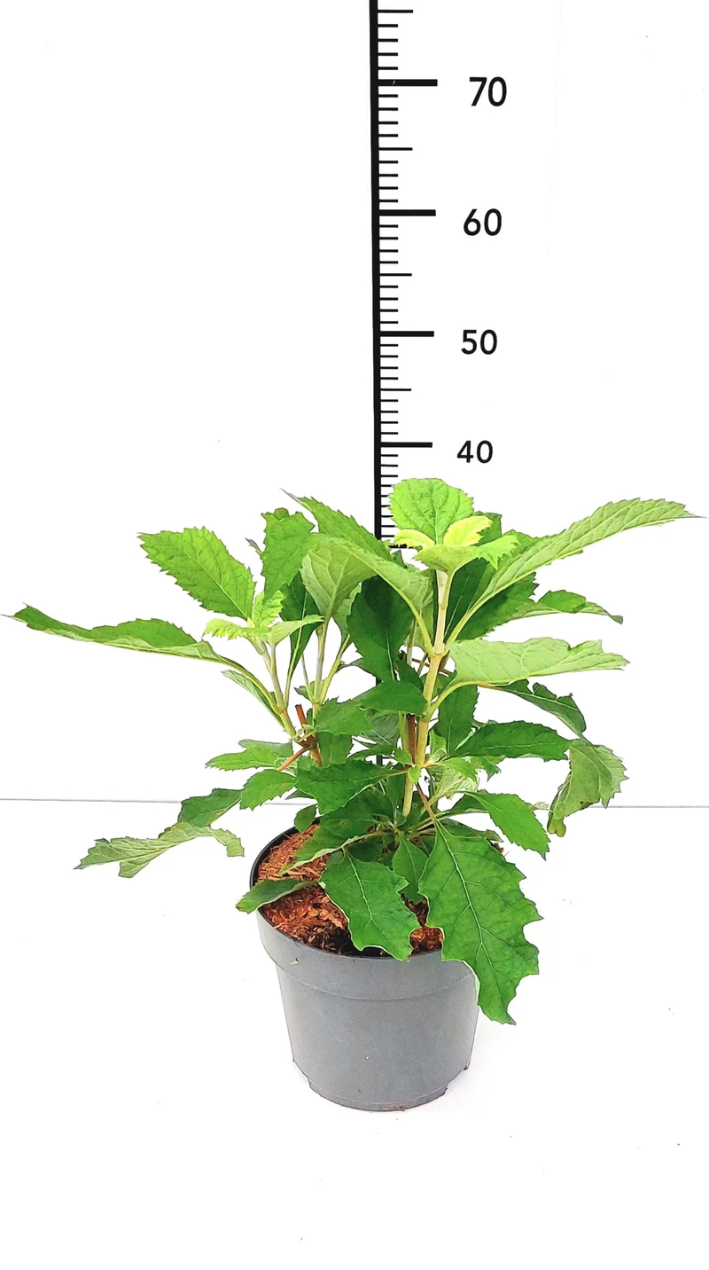 Hydrangea quercifolia 'Tara' C3 (3 liters kruka) 25-30 cm