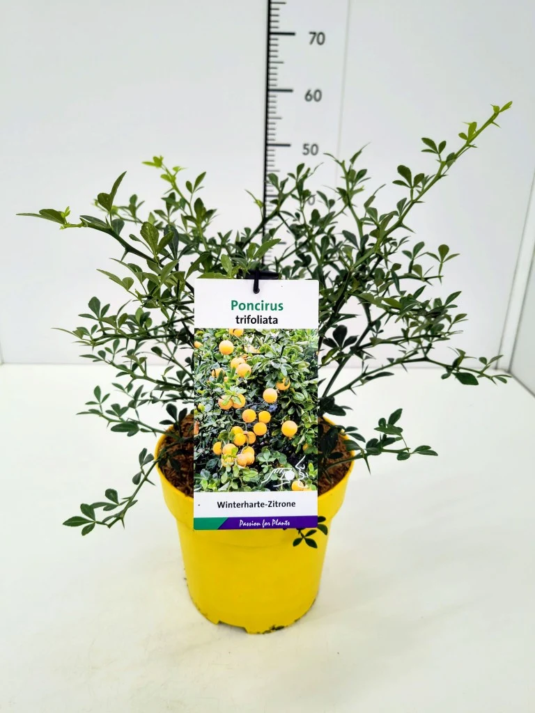 Poncirus trifoliata 40-50 cm C5 (5 liters kruka)