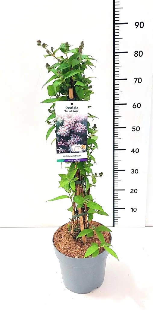 Deutzia hybrida 'Mont Rose' C5 (5 liters kruka) 50-60 cm