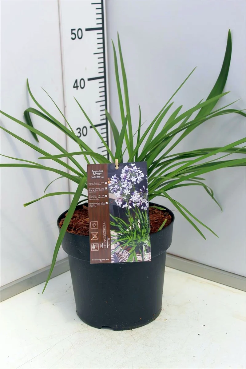 Agapanthus 'Twister' C5 (5 liters kruka / 23 cm kruka)