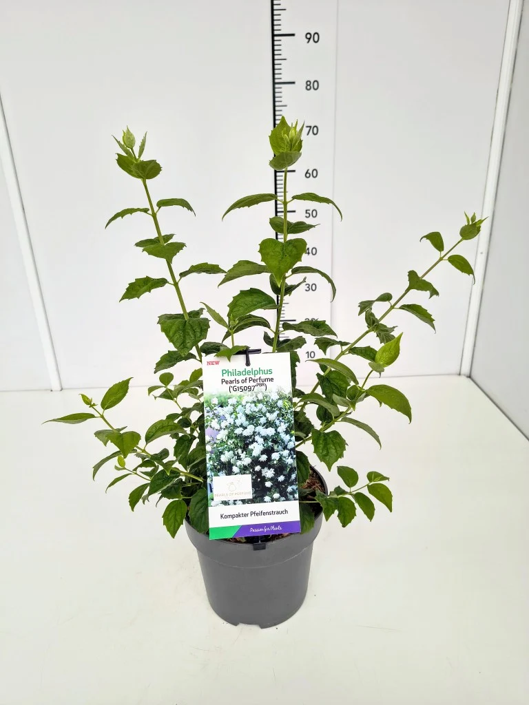 Philadelphus 'Pearls of Perfume'® C5 (5 liters kruka) 50-60 cm