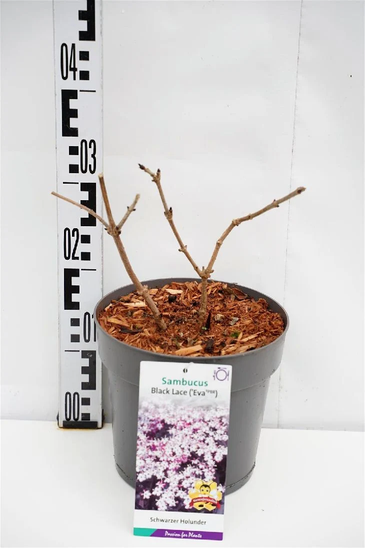 Sambucus nigra 'Black Lace' C5 (5 liters kruka)