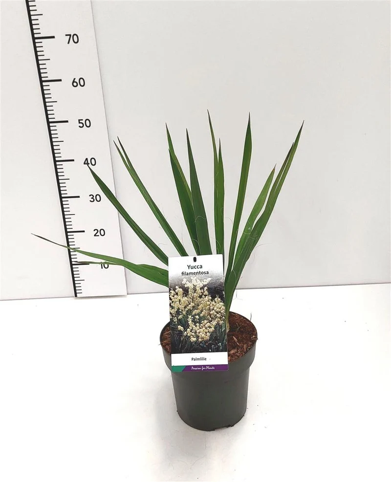 Yucca filamentosa C6 (6 liters kruka)