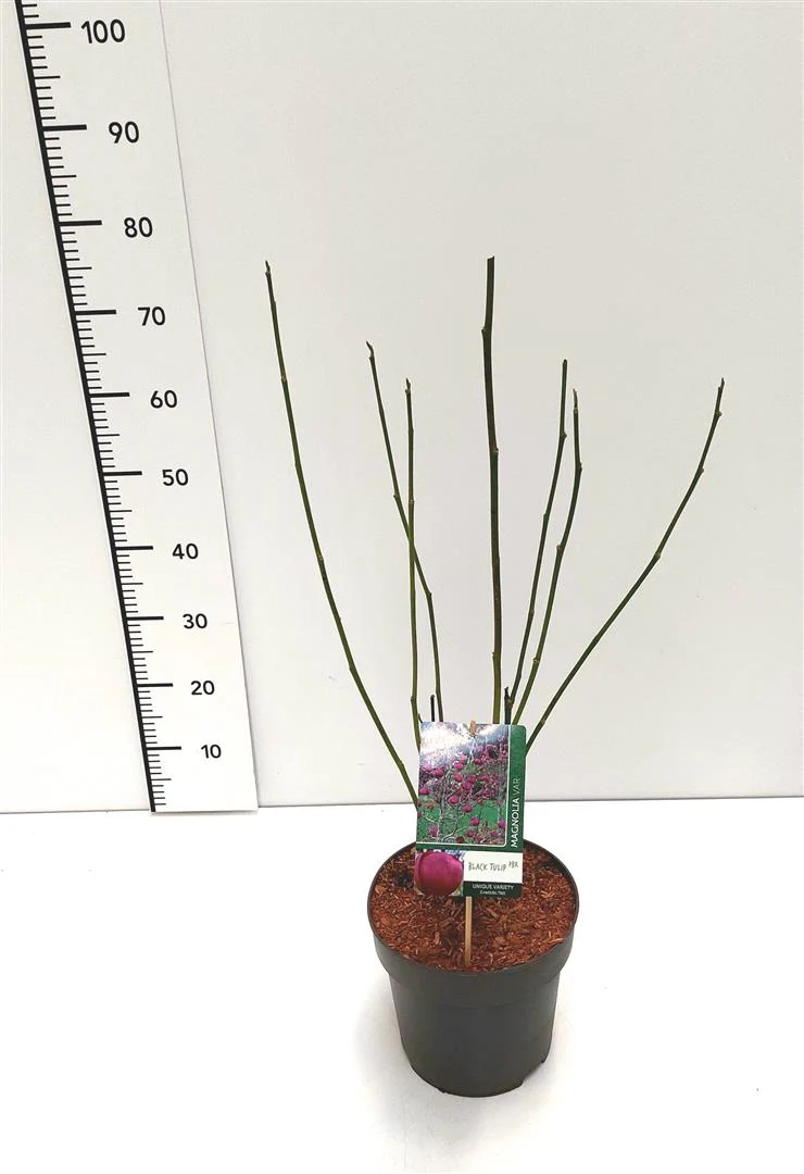 Magnolia 'Black Tulip' C5 (5 liters kruka) 50-60 cm
