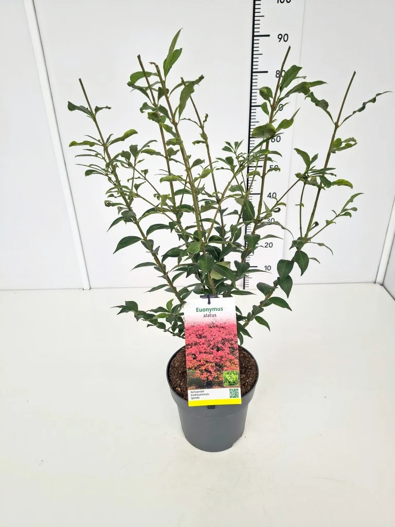 Euonymus alatus C5 (5 liters kruka) 40-50 cm