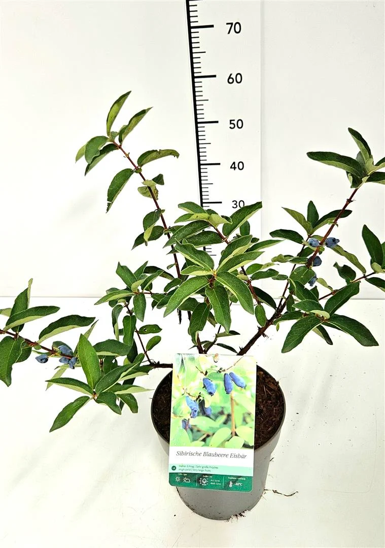 Lonicera kam. 'Eisbar' C5 (5 liters kruka) 40-50 cm