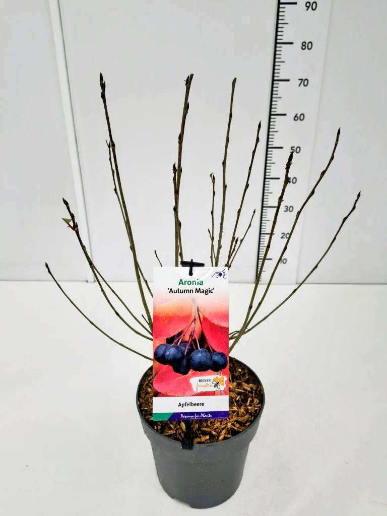 Aronia melanocarpa 'Autumn Magic' C5 (5 liters kruka) 50-60 cm