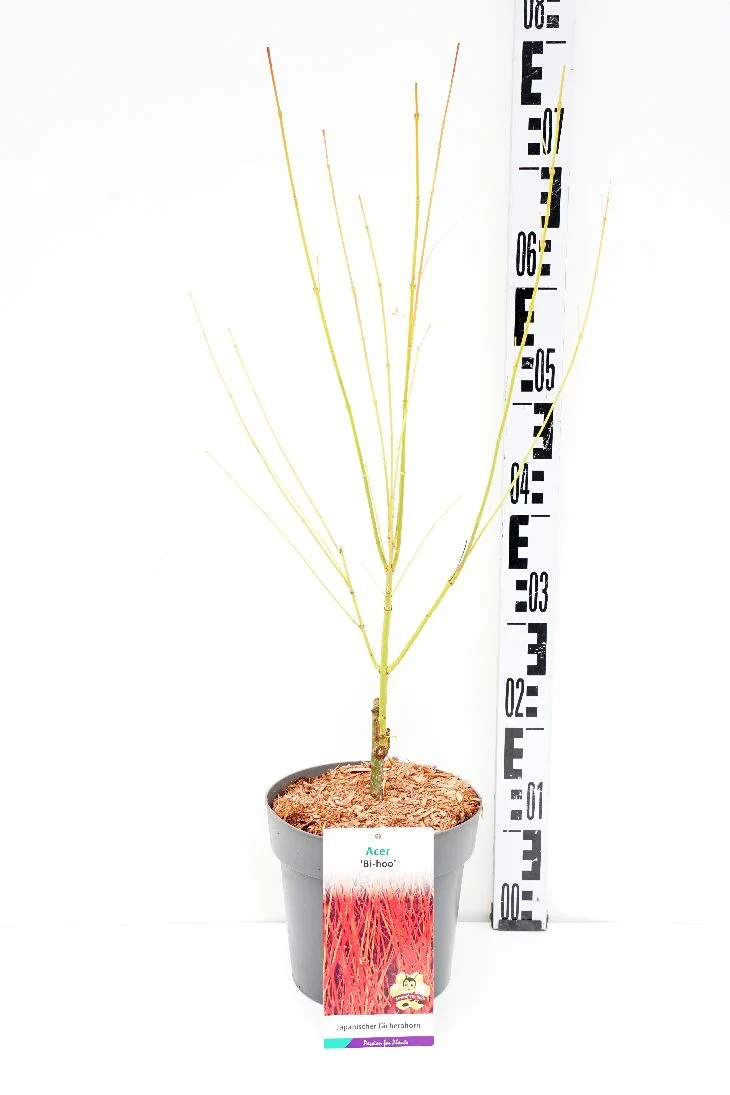 Acer palmatum 'Bi-Hoo' 40-60 cm C3 (3 liters kruka)