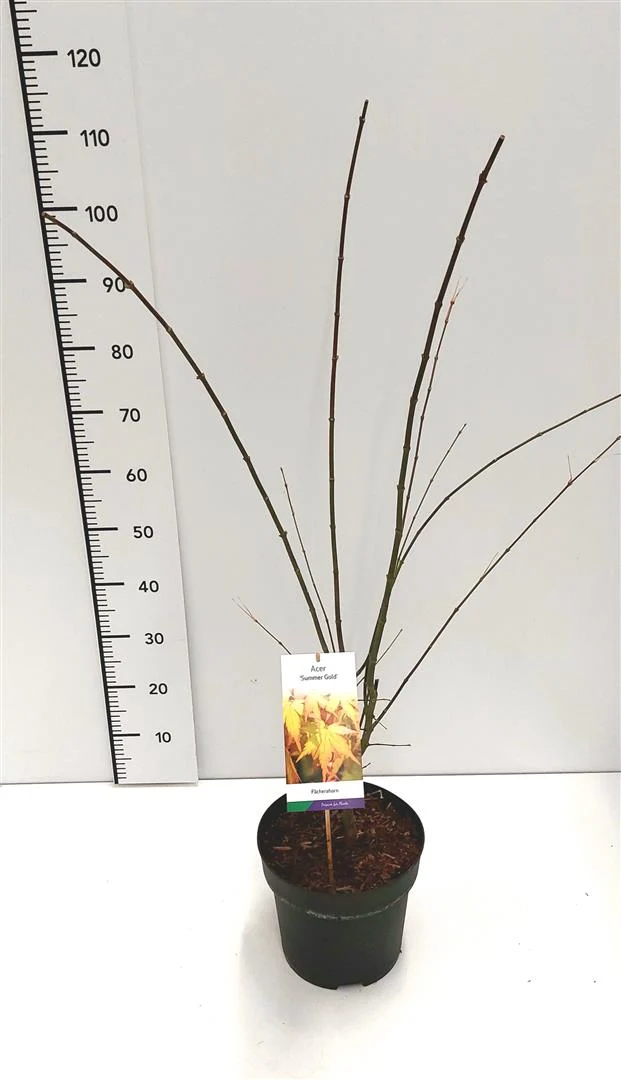 Acer palmatum 'Summergold' C7,5 (7,5 liters kruka) 80-100 cm