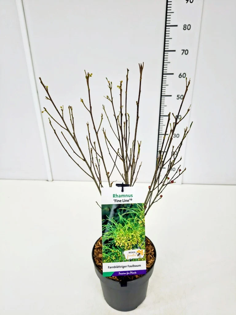 Frangula a. 'Fine Line' C3 (3 liters kruka) 40-60 cm