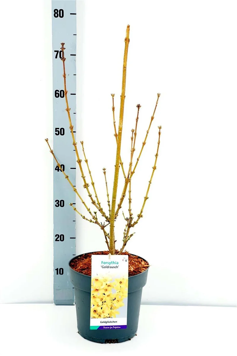 Forsythia int. 'Goldrausch' C5 (5 liters kruka) 60-80 cm