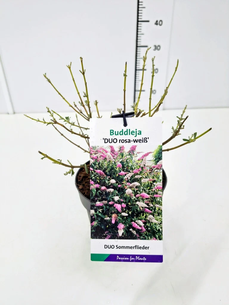 Buddleja davidii 'Duo Pink/White' C2 (2 liters kruka)