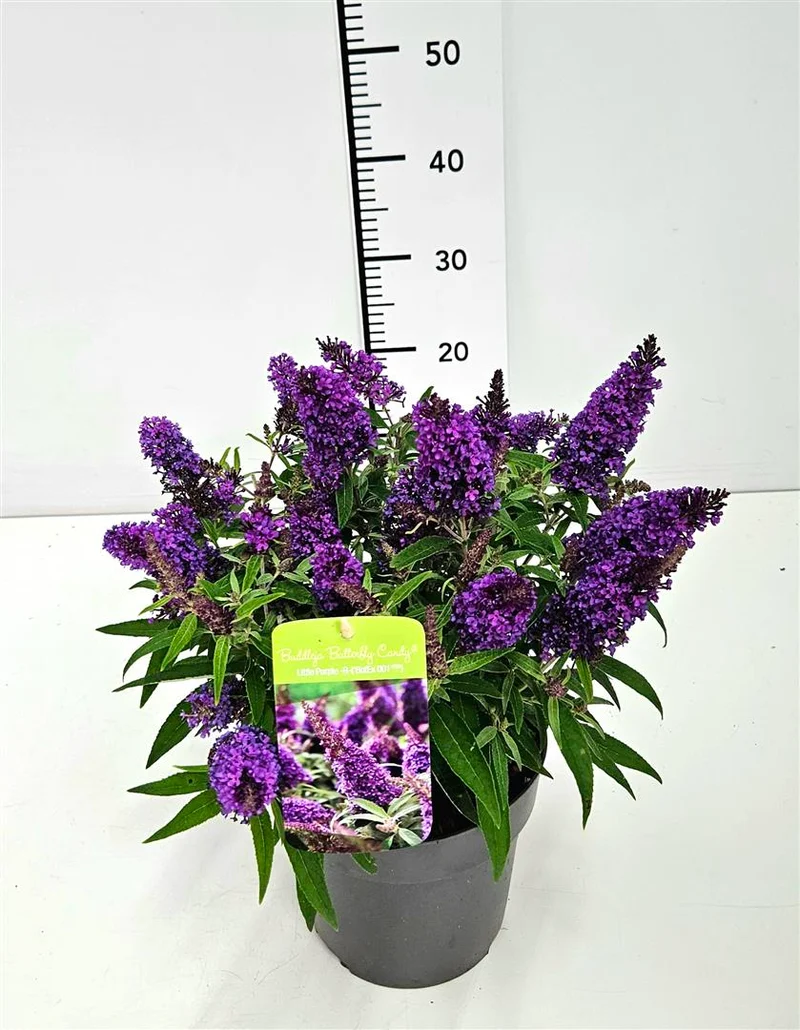 Buddleja d. 'Butterfly Candy Little Purple'® C3 (3 liters kruka) / 19 cm kruka