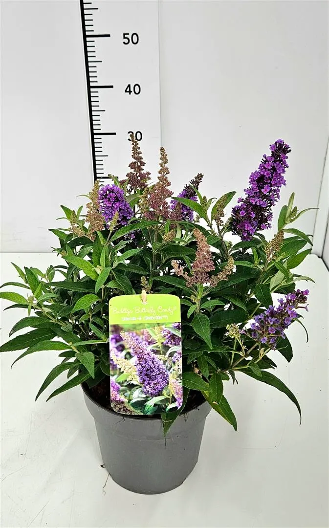 Buddleja d. 'Butterfly Candy Little Cerise'® C3 (3 liters kruka)