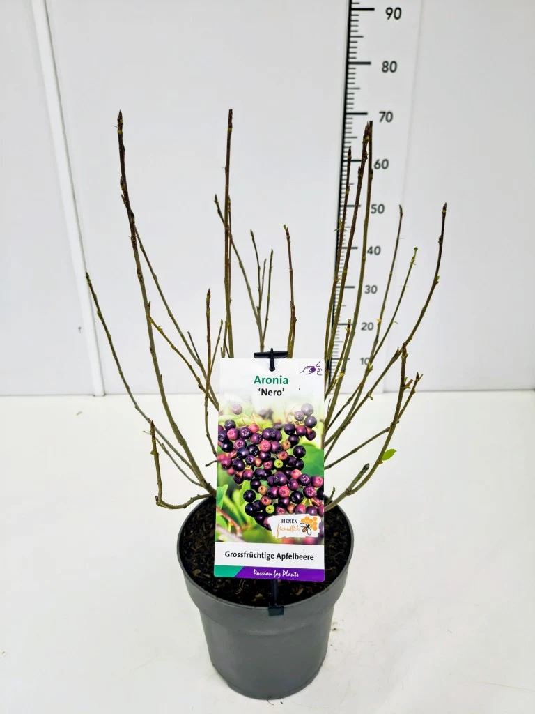 Aronia prunifolia 'Nero' C5 (5 liters kruka) 50-60 cm