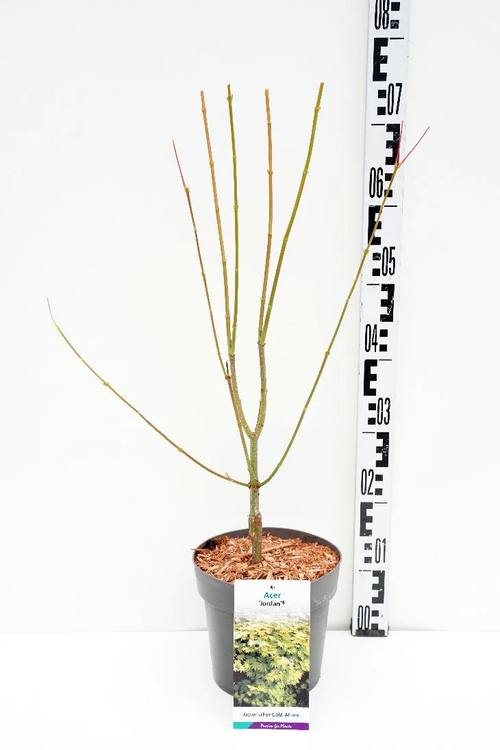 Acer shirasawanum 'Jordan' C3 (3 liters kruka) 30-40 cm