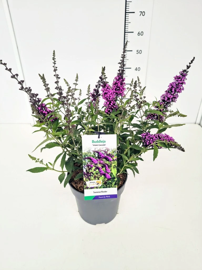 Buddleja dav. 'Violet Cascade'® C5 (5 liters kruka)