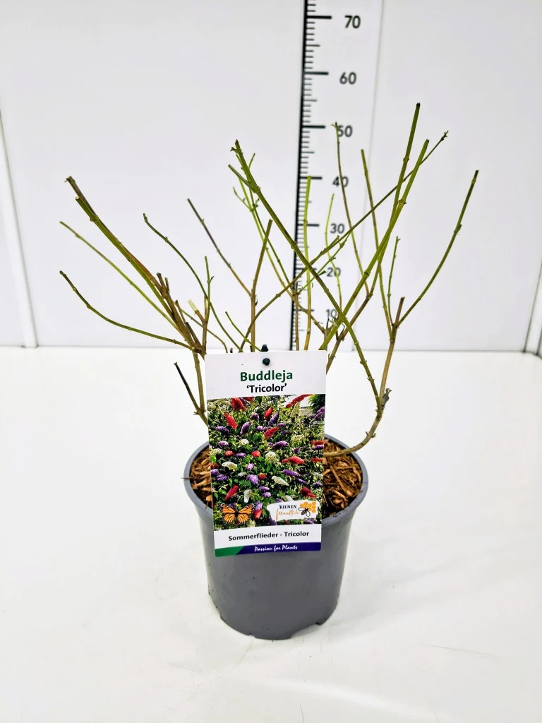 Buddleja d. 'Tricolor' C3 (3 liters kruka) / 19 cm kruka