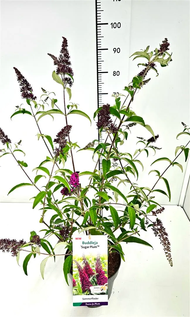 Buddleja d. 'Sugar Plum' C5 (5 liters kruka)