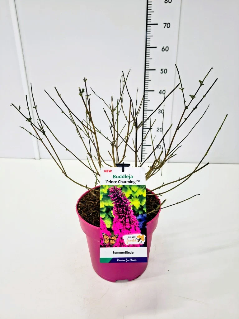 Buddleja d. 'Prince Charming'® C5 (5 liters kruka)