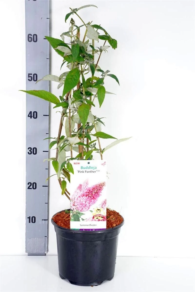Buddleja d. 'Pink Panther' C3 (3 liters kruka)