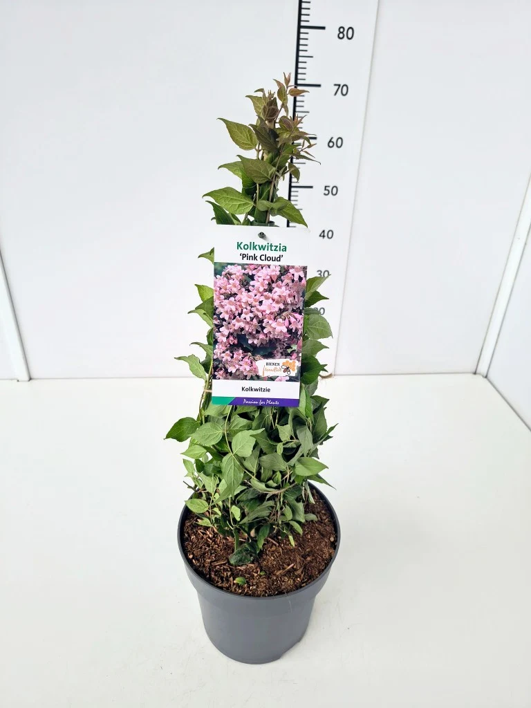 Kolkwitzia ama. 'Pink Cloud' C5 (5 liters kruka) 50-60 cm