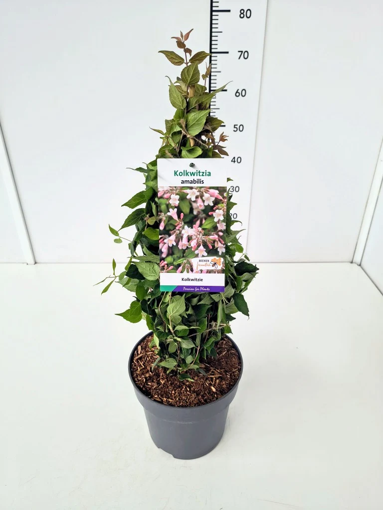 Kolkwitzia amabilis C5 (5 liters kruka) 50-60 cm