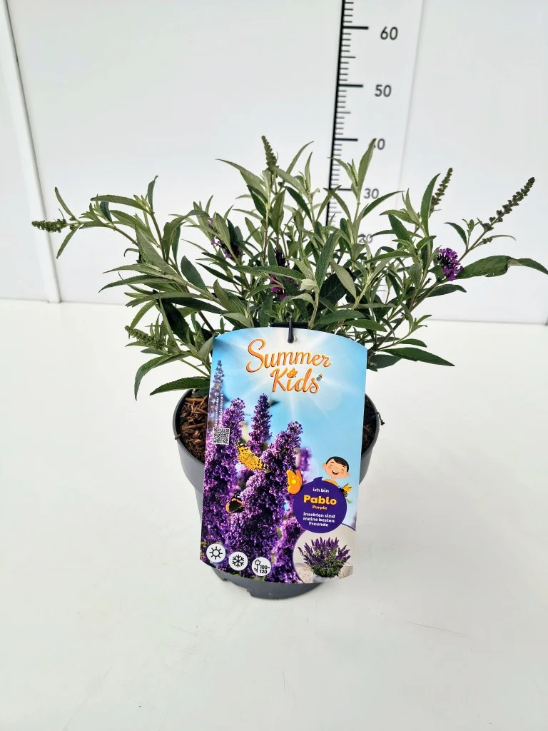 Buddleja d. 'Summer Kids®' Pablo Purple C5 (5 liters kruka)