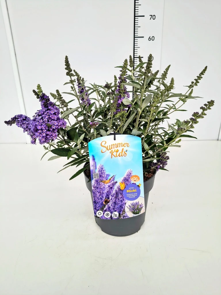Buddleja d. 'Summer Kids®' Micki C5 (5 liters kruka)
