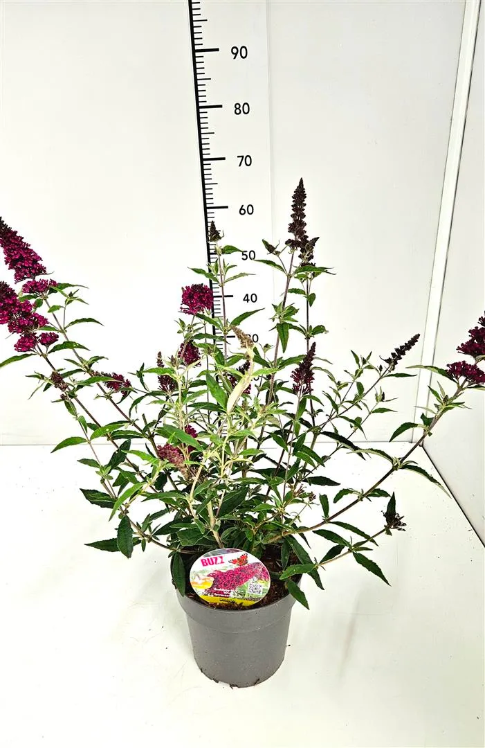 Buddleja BUZZ™ 'Wine'® C3 (3 liters kruka / 19 cm kruka)