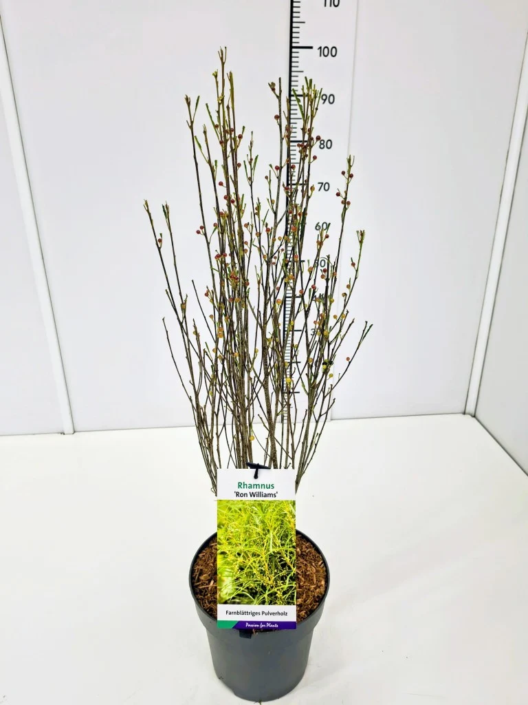 Frangula alnus 'Ron Williams' C5 (5 liters kruka) / 23 cm kruka 60-80 cm