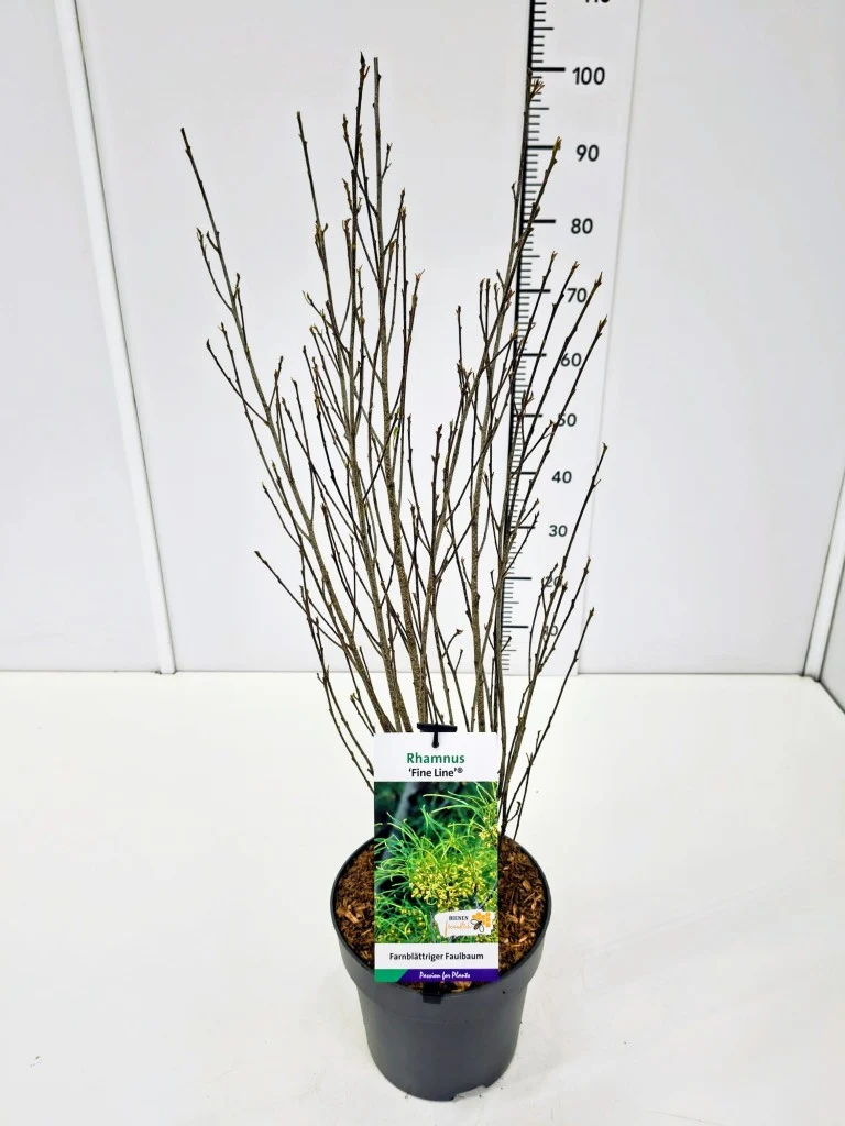 Frangula a. 'Fine Line' 60-80 cm, C5 (5 liters kruka)