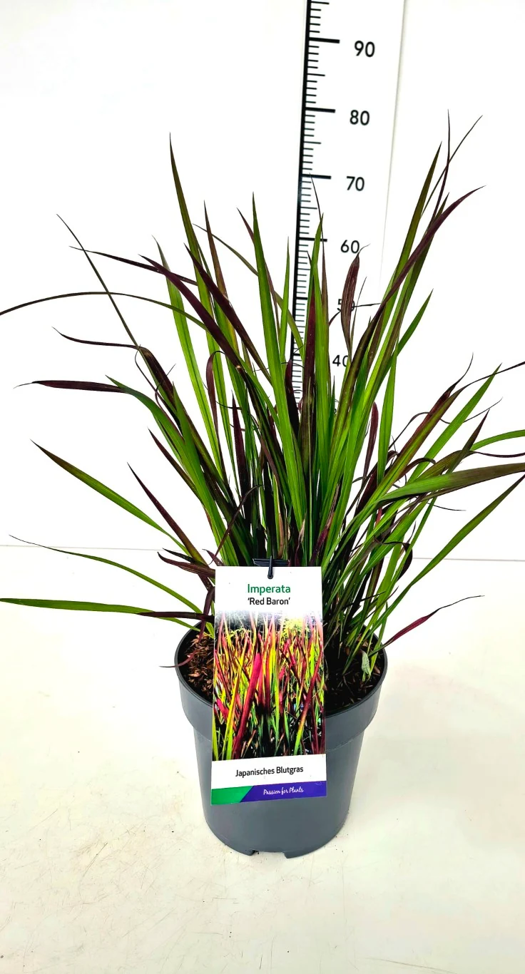 Imperata cylindrica 'Red Baron' C5 (5 liters kruka) / 23 cm kruka